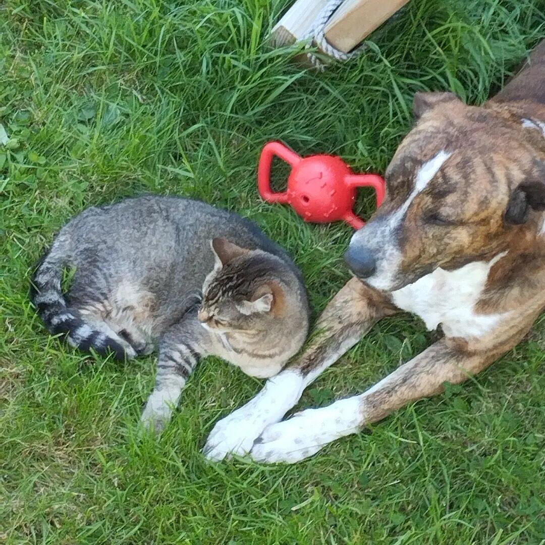 Un chien et un chat au repos côte à côte dans un jardin, cohabitation apaisée pendant une garde