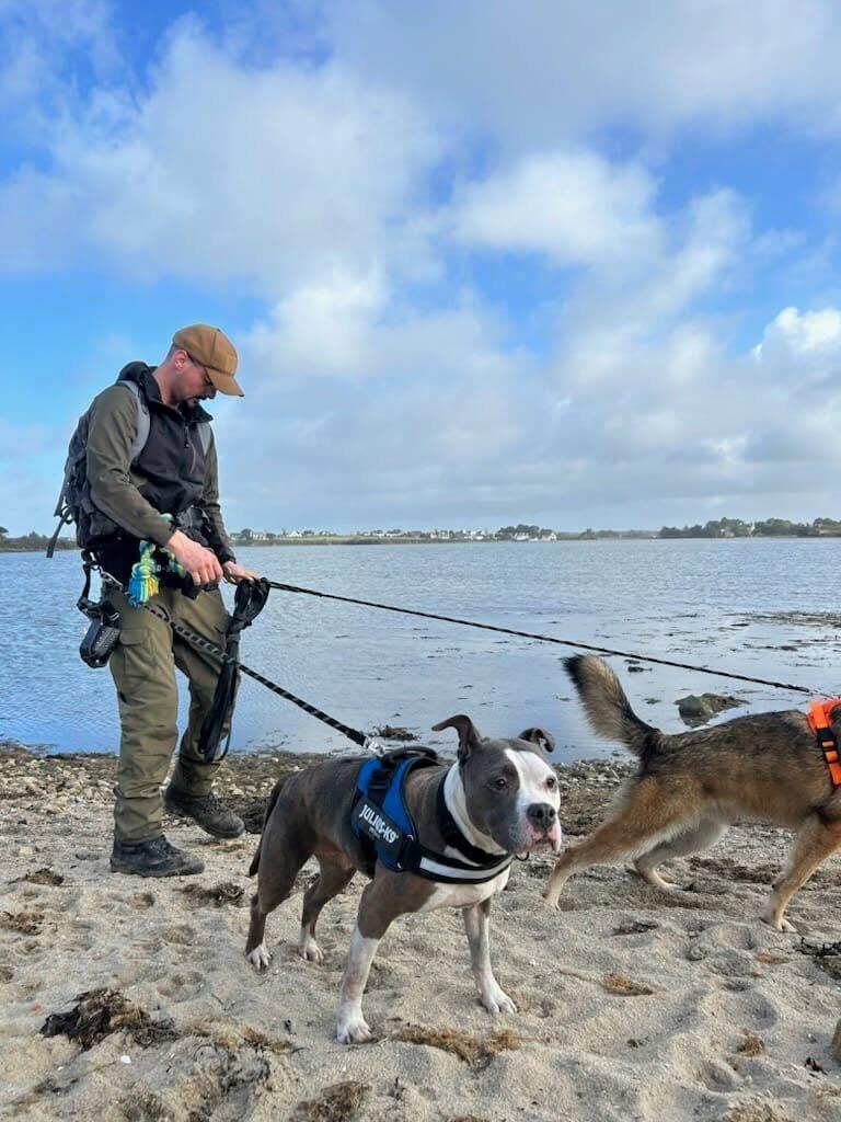 David Lenormand, éducateur canin à Vannes, en séance de marche en laisse avec deux chiens sur une plage du golfe du Morbihan